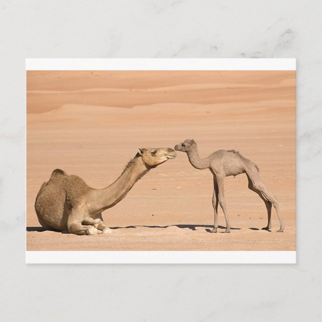 Baby Camel och dess Mor Vykort (Framsida)