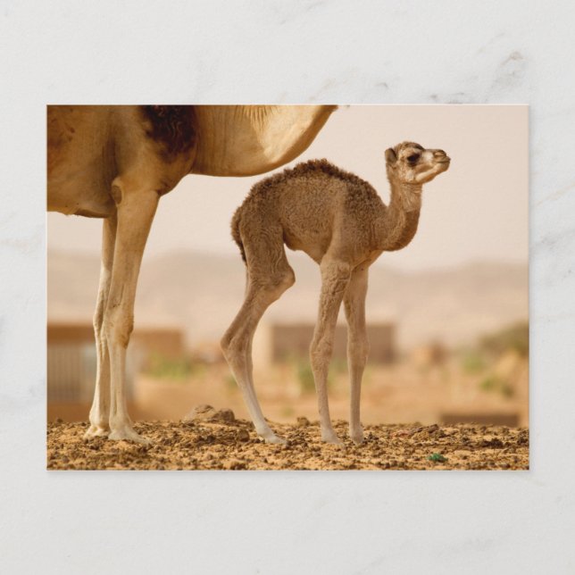 Baby Camel Vykort (Framsida)