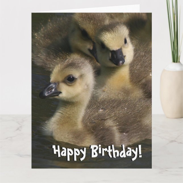 Baby Canada Geese Birthday Greeting Card Kort (Framsida)
