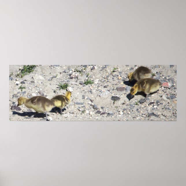 Baby Canada Geese Poster (Framsidan)