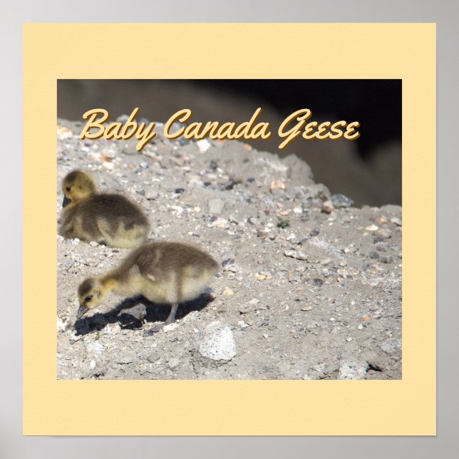 Baby Canada Geese Poster (Framsidan)
