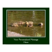 Baby Canada Goose Goslings Skapar dig själv