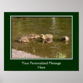 Baby Canada Goose Goslings Skapar dig själv Poster