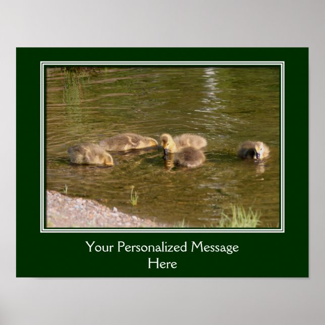 Baby Canada Goose Goslings Skapar dig själv Poster (Framsidan)