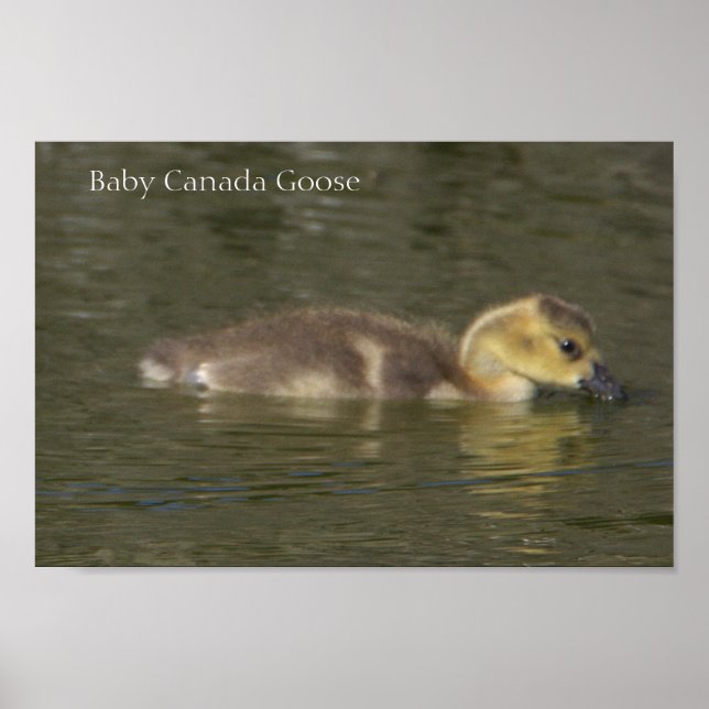 Baby Canada Goose Photo Poster (Framsidan)