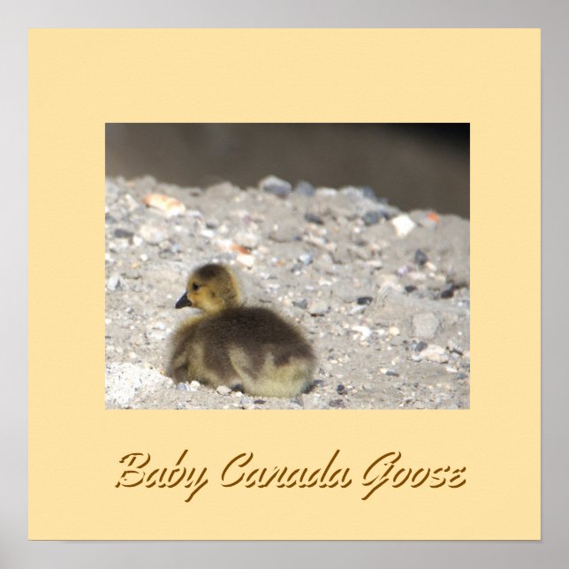 Baby Canada Goose Poster (Framsidan)
