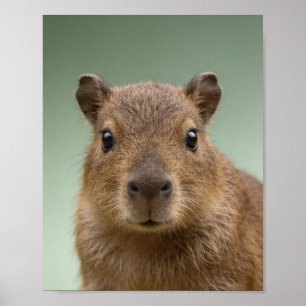 Baby Capybara Porträtt – Söt Nursery Djur Vägg Poster