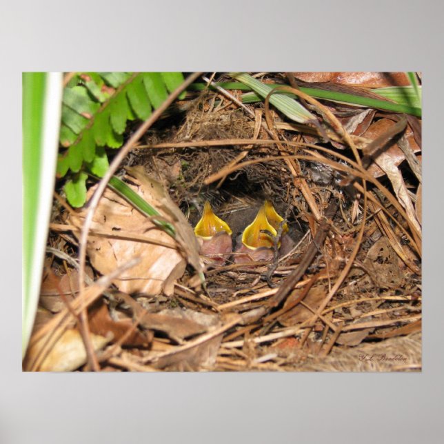 Baby Carolina Wrens Poster (Framsidan)