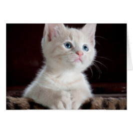 Baby Cat Hälsningskort