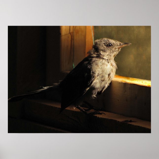Baby Catbird Poster (Framsidan)