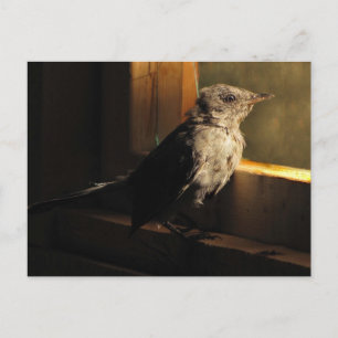 Baby Catbird Vykort