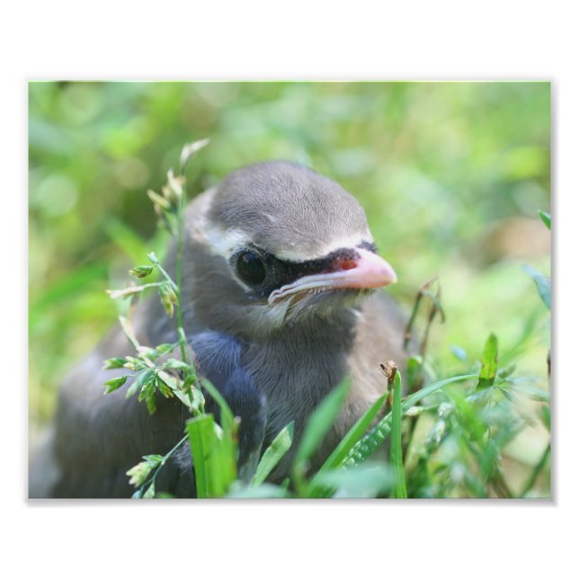 Baby Cedar Waxwing Bird 8 x 10 Natur Fototryck (Framsidan)