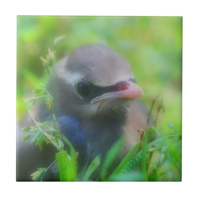 Baby Cedar Waxwing Bird Animal Kakelplatta (Framsidan)