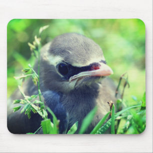 Baby Cedar Waxwing Bird Nature Musmatta