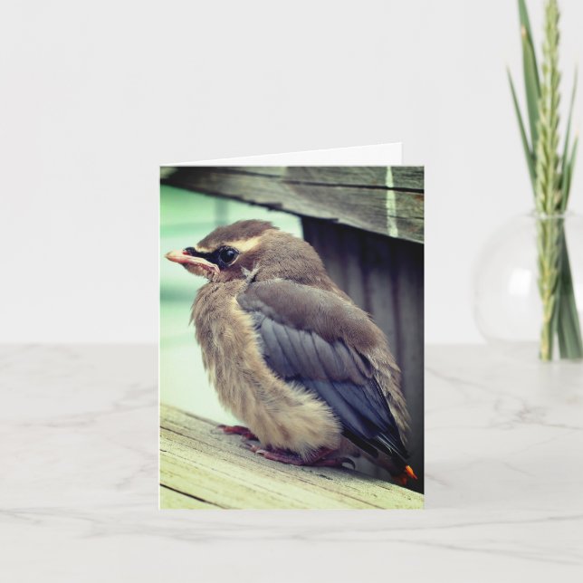 Baby Cedar Waxwing Bird Nature Note Card Tack Kort (Framsida)