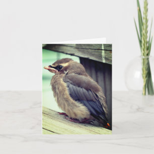 Baby Cedar Waxwing Bird Nature Note Card Tack Kort