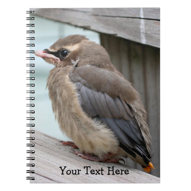 Baby Cedar Waxwing Bird Nature Notebook Anteckningsbok Med Spiral (Framsidan)