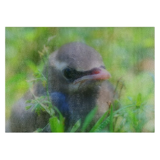 Baby Cedar Waxwing Fledgling Bird Animal (Framsidan)
