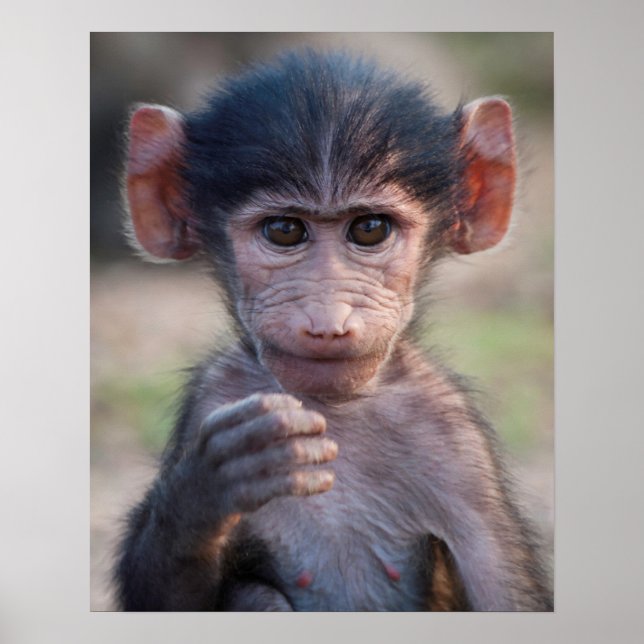 Baby Chacma Baboon Poster (Framsidan)