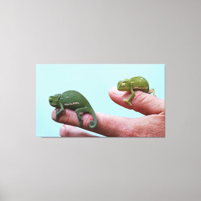 Baby chameleons perspektiv canvastryck (Framsida)