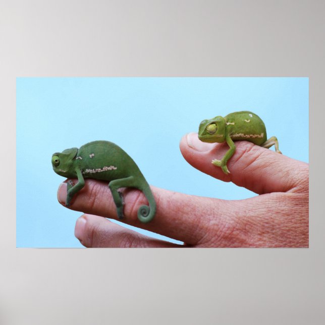 Baby chameleons perspektiv poster (Framsidan)