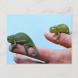 Baby chameleons perspektiv vykort
