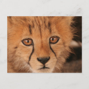 Baby Cheetah-vykort Vykort