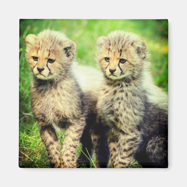 Baby Cheetahs Magnet (Framsidan)