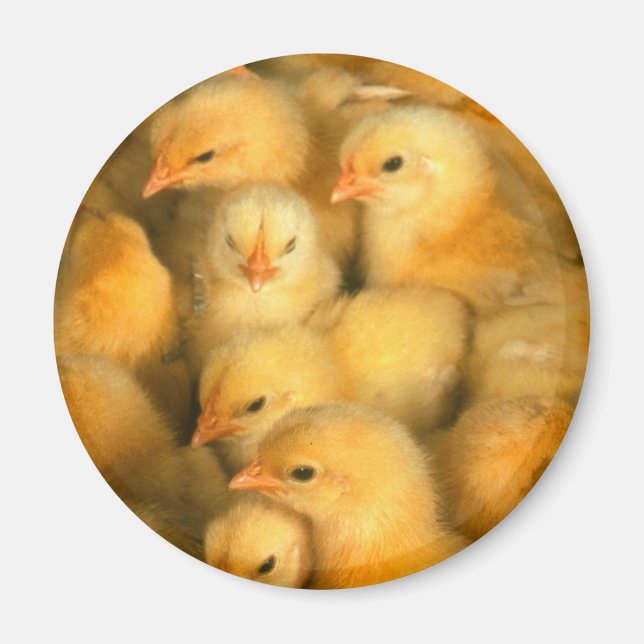 Baby Chick Chick Chicken Chickens Magnet (Framsidan)