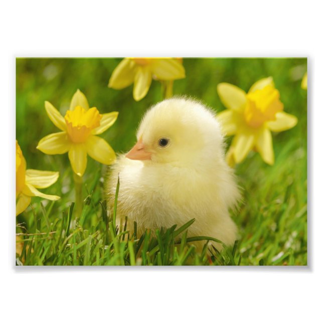 baby chick i skyddsdils fototryck (Framsidan)
