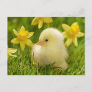 baby chick i skyddsdils vykort