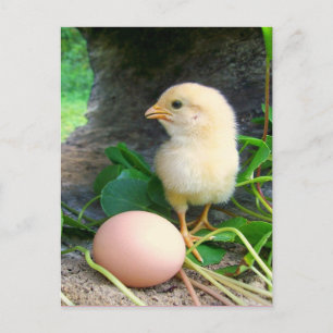 Baby Chick kyckling med Rosa ägg Vykort