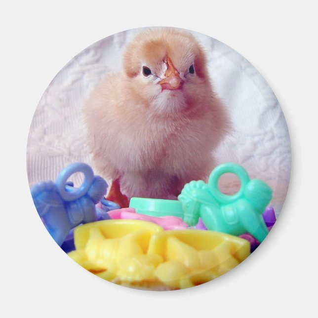 Baby Chick Magnet (Framsidan)