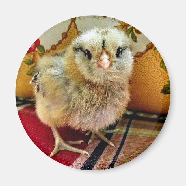 Baby Chick Magnet Farm Magnet Magnet (Framsidan)