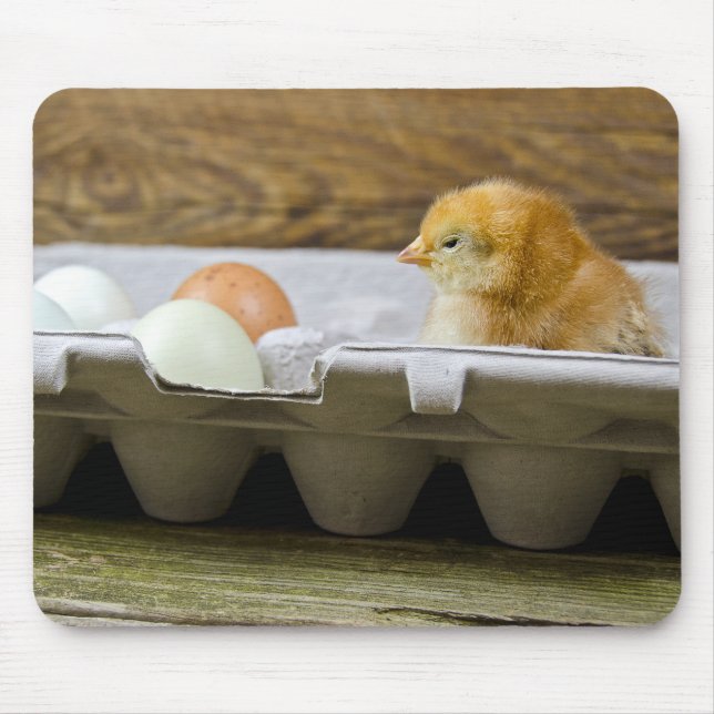 Baby chick med ägg i kartong musmatta (Framsidan)