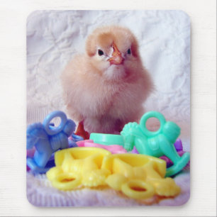 Baby Chick-musknapp Musmatta