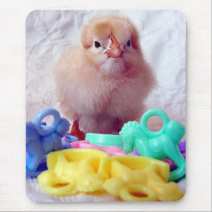 Baby Chick Musmatta
