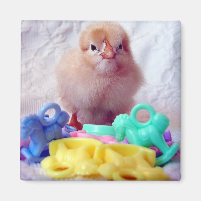 Baby Chick, Perfekt för babyskor Magnet (Framsidan)