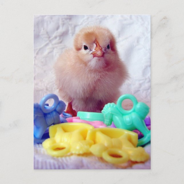 Baby Chick Vykort (Framsida)
