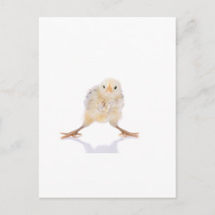 Baby chick vykort