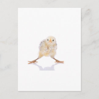 Baby chick vykort
