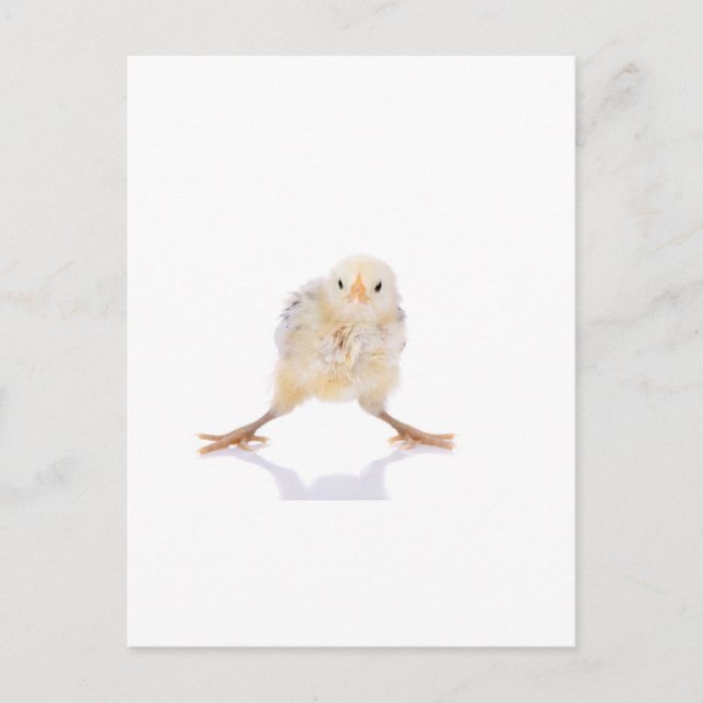 Baby chick vykort (Framsida)