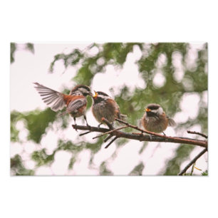 Baby Chickadees och Mor Bird Fototryck
