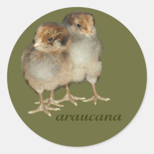 Baby chickar araucana-kycklingar: ornitologiska få runt klistermärke