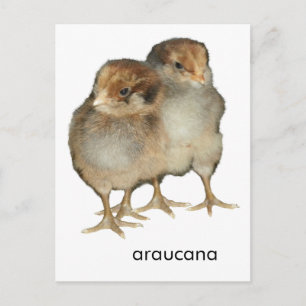 Baby chickar araucana-kycklingar: ornitologiska få vykort