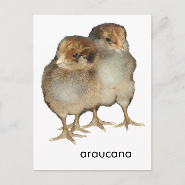 Baby chickar araucana-kycklingar: ornitologiska få vykort (Framsida)