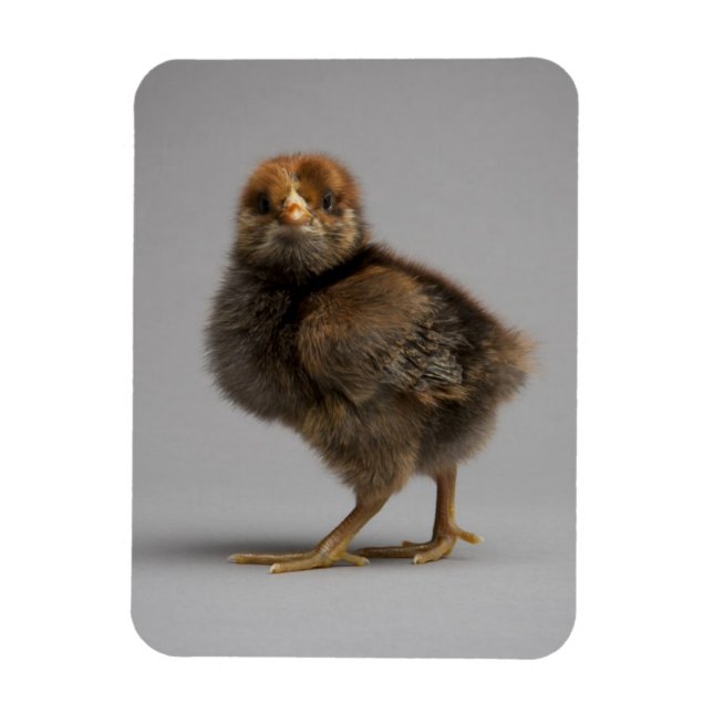 Baby Chicken Magnet (Vertikal)