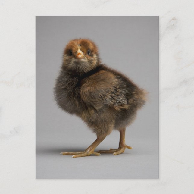 Baby Chicken Vykort (Framsida)