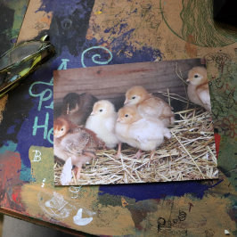 Baby Chickens söta chickar serveringsfotografi Vykort
