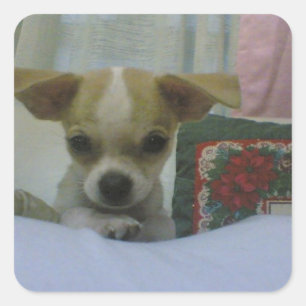 Baby Chihuahua Puppy Fyrkantigt Klistermärke